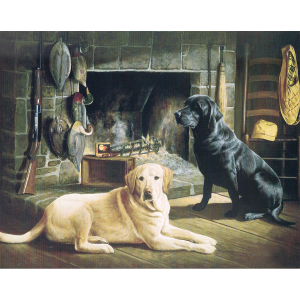 Labradors